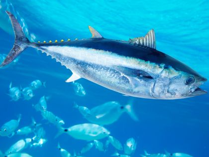 Kalendárium: Světový den tuňáka