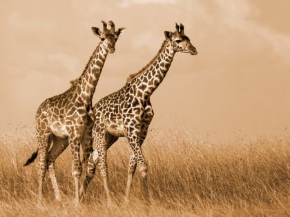 Samci žiraf bojují na férovku. Vyzývají vždy stejně silné soupeře