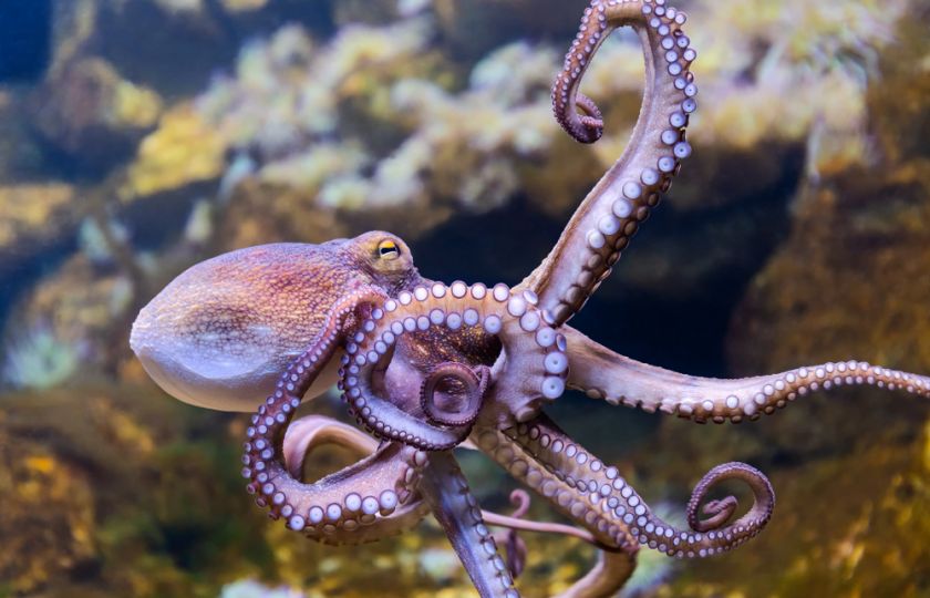Británie hlásí zvrat v biologii: Chobotnice a krabi jsou citliví a vnímaví tvorové
