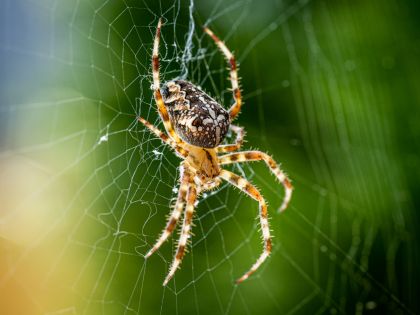 Máte strach z pavouků? Nová aplikace vám pomůže, abyste se ho zbavili