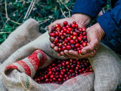 Odpad z kávových bobů může pomoci zachránit deštné pralesy