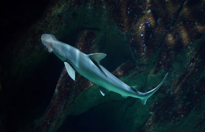 Test orientace: Žraloci využívají magnetické pole Země jako svoji GPS