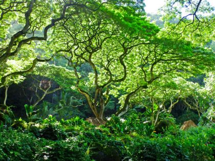 Na Zemi rostou desítky tisíc druhů stromů. Odhalil to kód, který prolomil Enigmu