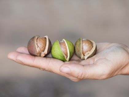 Makadamové ořechy prodlouží mládí, ochrání srdce a urychlí hojení ran  