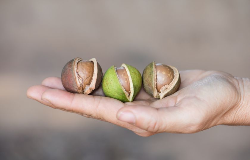 Makadamové ořechy prodlouží mládí, ochrání srdce a urychlí hojení ran  