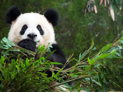 Pandy nás inspirují k ochraně přírody a k lásce k ní, jak? 