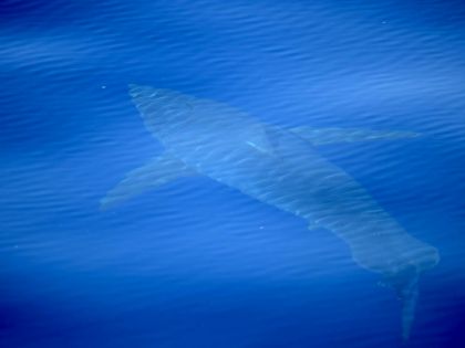 Ve Středozemním moři se objevili lidožraví žraloci. Biologové jásají, turisté už míň