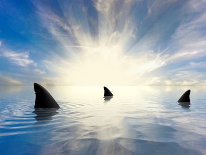Proč mají biologové radost z návratu žraloků do Středozemního moře