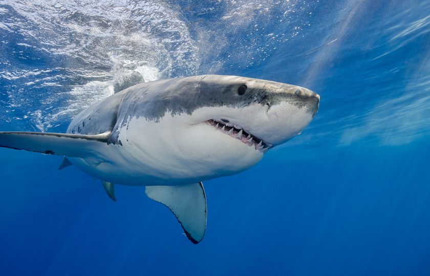 Šance, že vás zabije žralok, je jedna ku miliardě