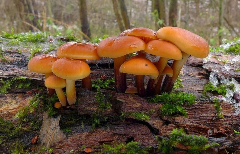 Hledá se překladatel: Víme, že houby spolu mluví, zatím jim ale nerozumíme