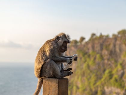 Na Bali jen s tučným výkupným: Opice vás okradou, návrat cenností si musíte vyjednat 