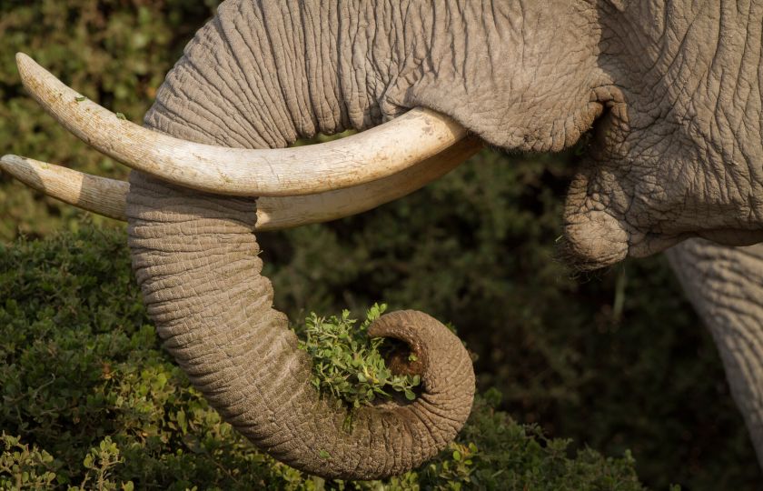 Černý trh se slonovinou má tuhý kořínek. Z ochránců slonů se stali zabijáci