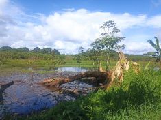 Přírodní přípravky i mystika: Za alternativní léčbou závislostí jezdí do Amazonie i boháči. Má ale tvrdá pravidla