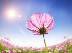 V období Květiny buďte vděční a plňte si dětské sny, radí mayský astrolog