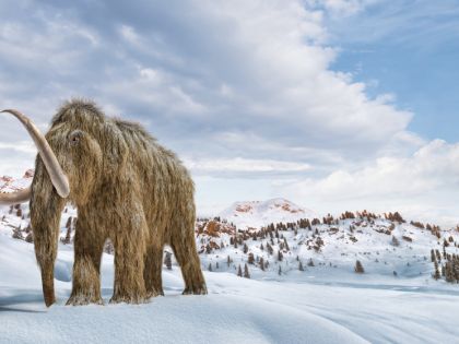 Riskantní hra s geny? Vědci chtějí vrátit mamuty na Arktidu