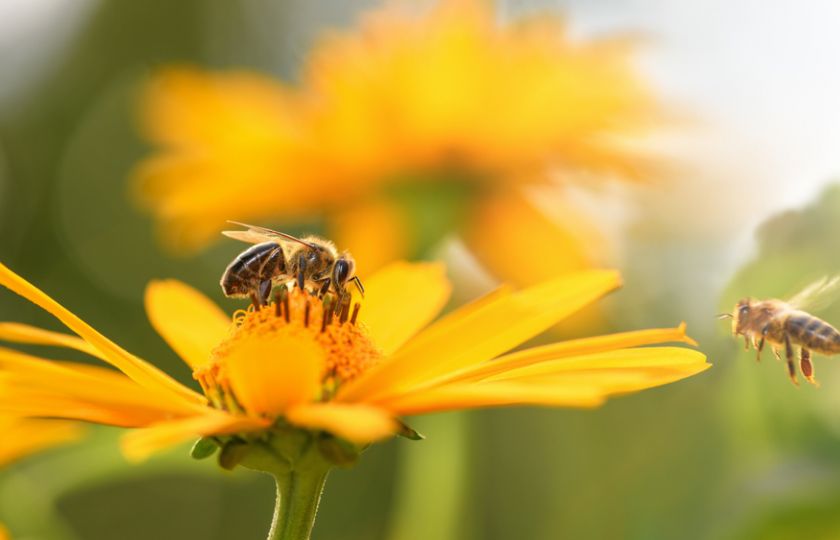 Kalendárium: 10 způsobů, jak podpořit včely a oslavit tak jejich den