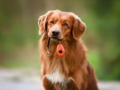 Nedostatek autority i netrpělivost. Co o vás prozrazuje neposlušný pes?