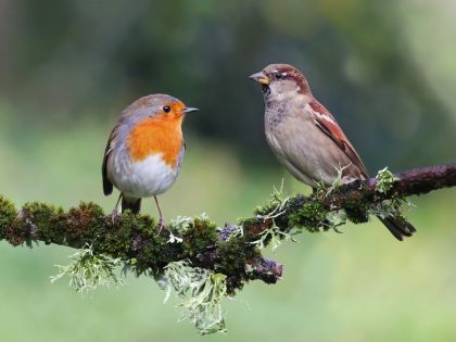 Ten, kdo zná a umí ptačí nářečí… S výběrem partnera pomůže zaručený „ptačí test“