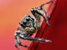 Randění s pavoukem: Když skončíte jako kořist zamotaná do sítě lží