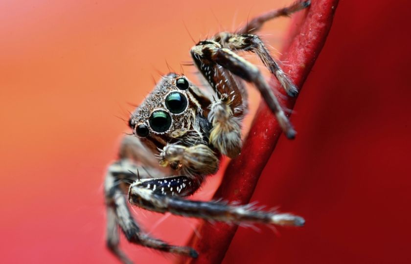 Randění s pavoukem: Když skončíte jako kořist zamotaná do sítě lží