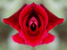 Klitoris je sofistikovaný orgán. Kromě jiného může ovlivnit i početí dítěte