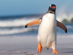 Naše chápání významu pojmů se od sebe zásadně liší. Neshodneme se ani na slově „tučňák“