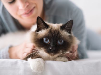 Kočky poznají, když na ně mluví „jejich člověk“. Cizí lidé je nezajímají 