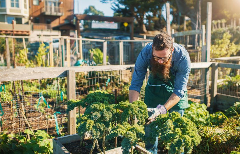 Skrytý potenciál městských zahrad: V Berlíně mohou pokrýt 82 % poptávky po zelenině