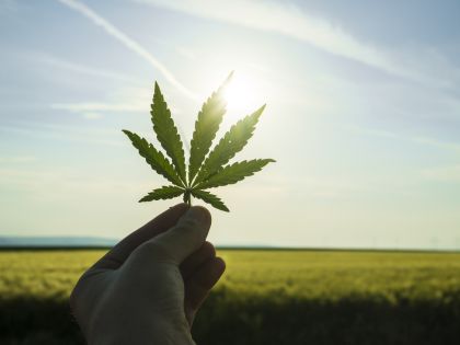 Pomáhá, nebo škodí? Dopady legalizace marihuany odhalily první studie