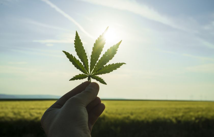 Pomáhá, nebo škodí? Dopady legalizace marihuany odhalily první studie
