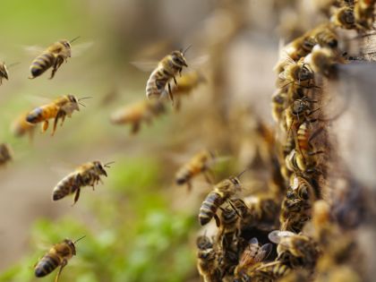 Co dělat, když vás napadnou včely? Utíkejte a chraňte si tmavá místa, radí odborníci