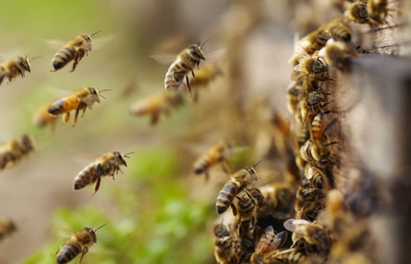 Co dělat, když vás napadnou včely? Utíkejte a chraňte si tmavá místa, radí odborníci