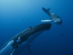 Sonda do života něžných obrů: Na plátna kin míří dokument Národ velryb