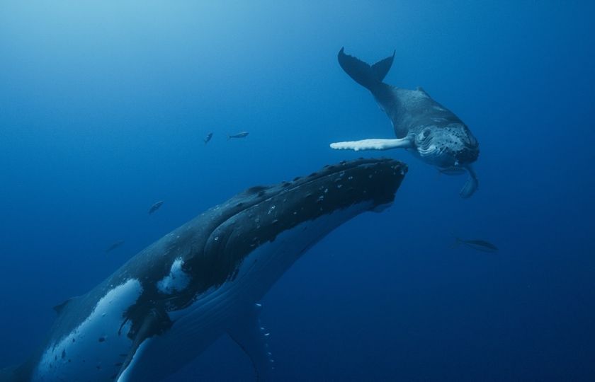 Sonda do života něžných obrů: Na plátna kin míří dokument Národ velryb