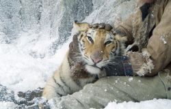 Na filmová plátna přichází dobrodružný film pro celou rodinu Zachraňte tygra