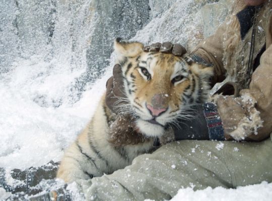 Na filmová plátna přichází dobrodružný film pro celou rodinu Zachraňte tygra