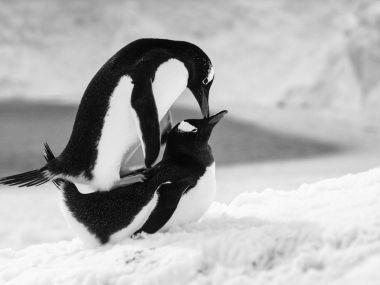 Do kin přichází přírodopisný dokument Volání Antarktidy od režiséra oscarového snímku Putování tučňáků