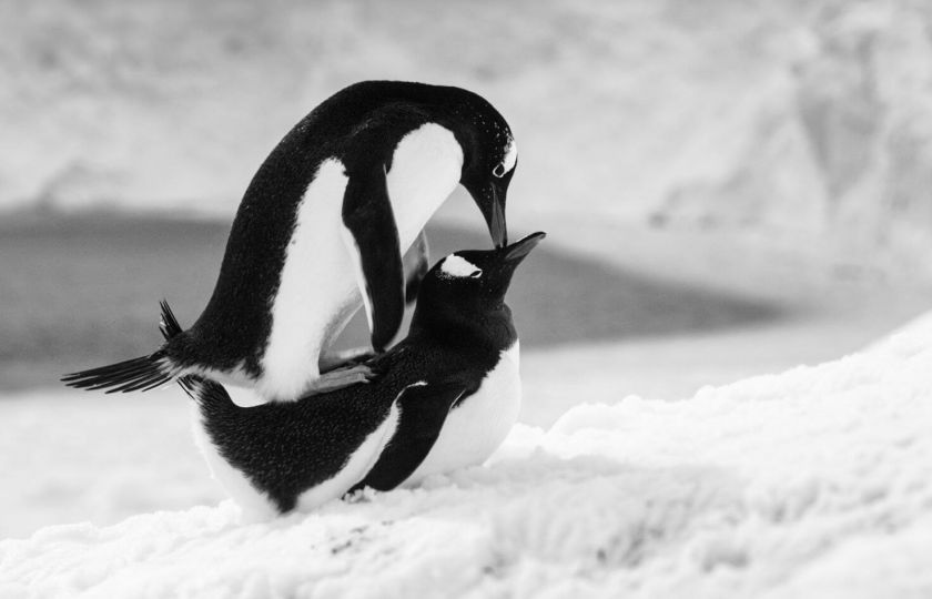 Do kin přichází přírodopisný dokument Volání Antarktidy od režiséra oscarového snímku Putování tučňáků