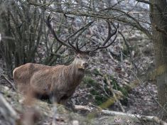 Druhá největší obora v Česku slaví čtvrt století