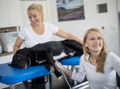 Pozor na dovolené s pejskem. Zákeřný červ může vašeho miláčka i zabít