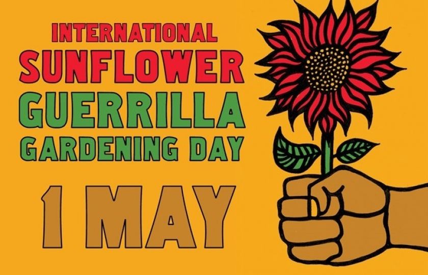 Kalendárium: Mezinárodní den partyzánského sázení slunečnic
