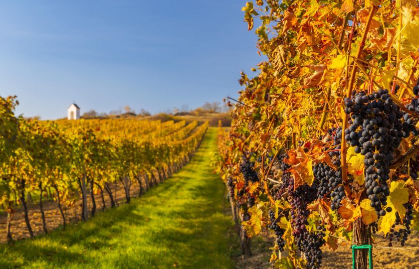 Karavanem za vínem: Přehled nejlepších vinobraní v České republice