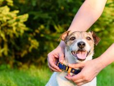 Klasický nebo moderní obojek pro psa?