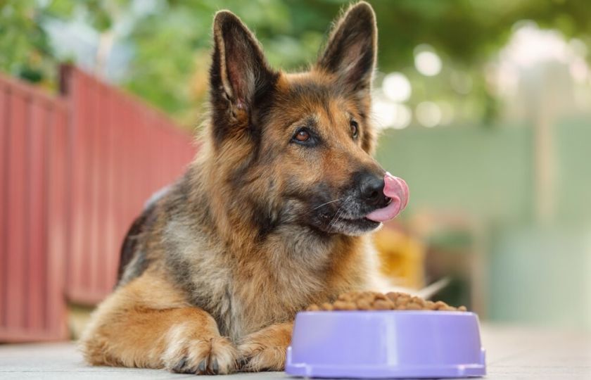 Kvalitní granule pro psy dělají divy