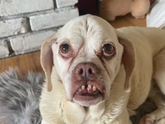 Kalendárium: „Ten je tak hroznej, až je krásnej!“ aneb oslavte Den ošklivých pejsků