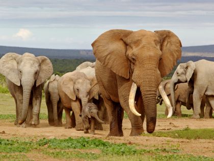 Pomohou alternativní zdroje slonoviny se záchranou slonů?