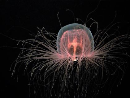 Nesmrtelnost z hlubin oceánu. Seznamte se s medúzou, která umí jít proti toku času