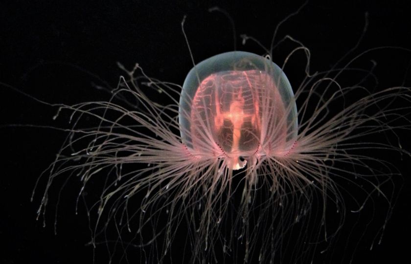 Nesmrtelnost z hlubin oceánu. Seznamte se s medúzou, která umí jít proti toku času