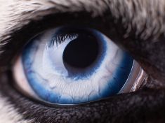 V období Psa využijte svou představivost a přitáhněte si do života štěstí, radí astrolog