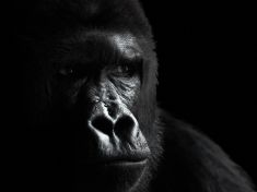 Mayský astrolog: V období Opice předávejte to nejlepší, co v sobě objevíte. Konec roku vybízí k introspekci